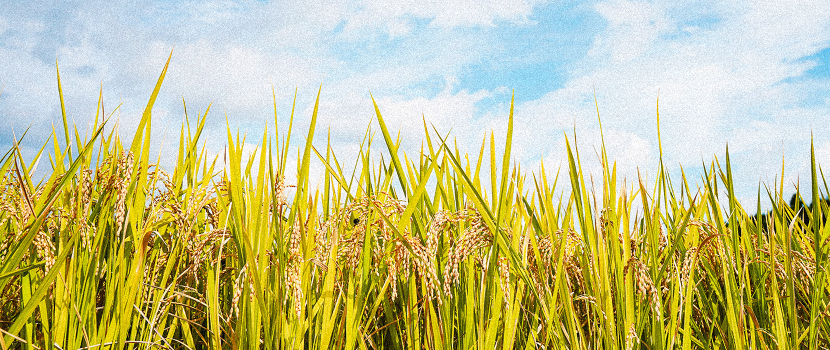 大分県産の減農薬米なら大窪農園