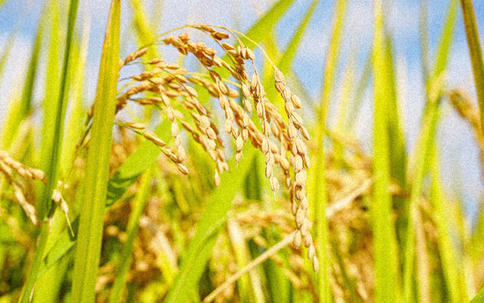 減農薬・減化学肥料が実現できる、自然豊かな環境でお米を栽培しています。